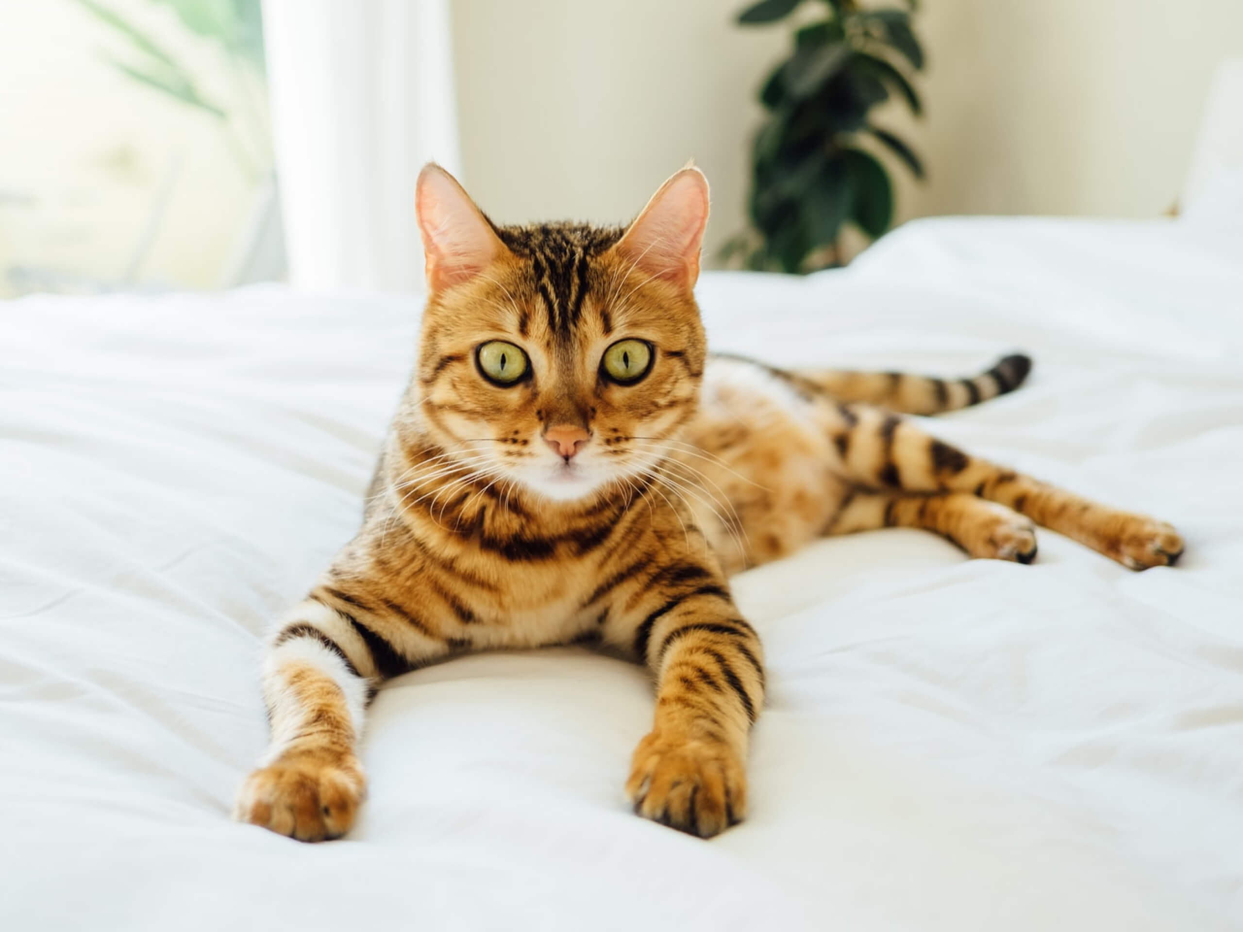 Why do cats have whiskers?